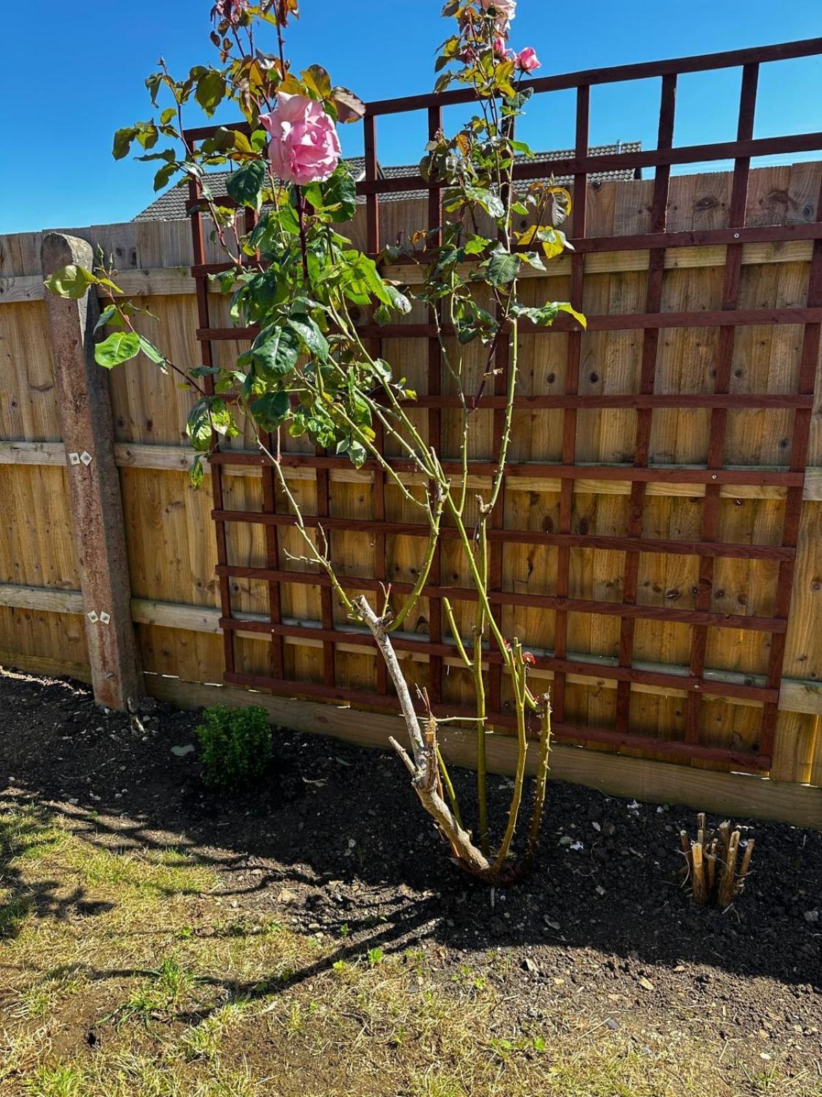 With Spacious Garden In Apartment